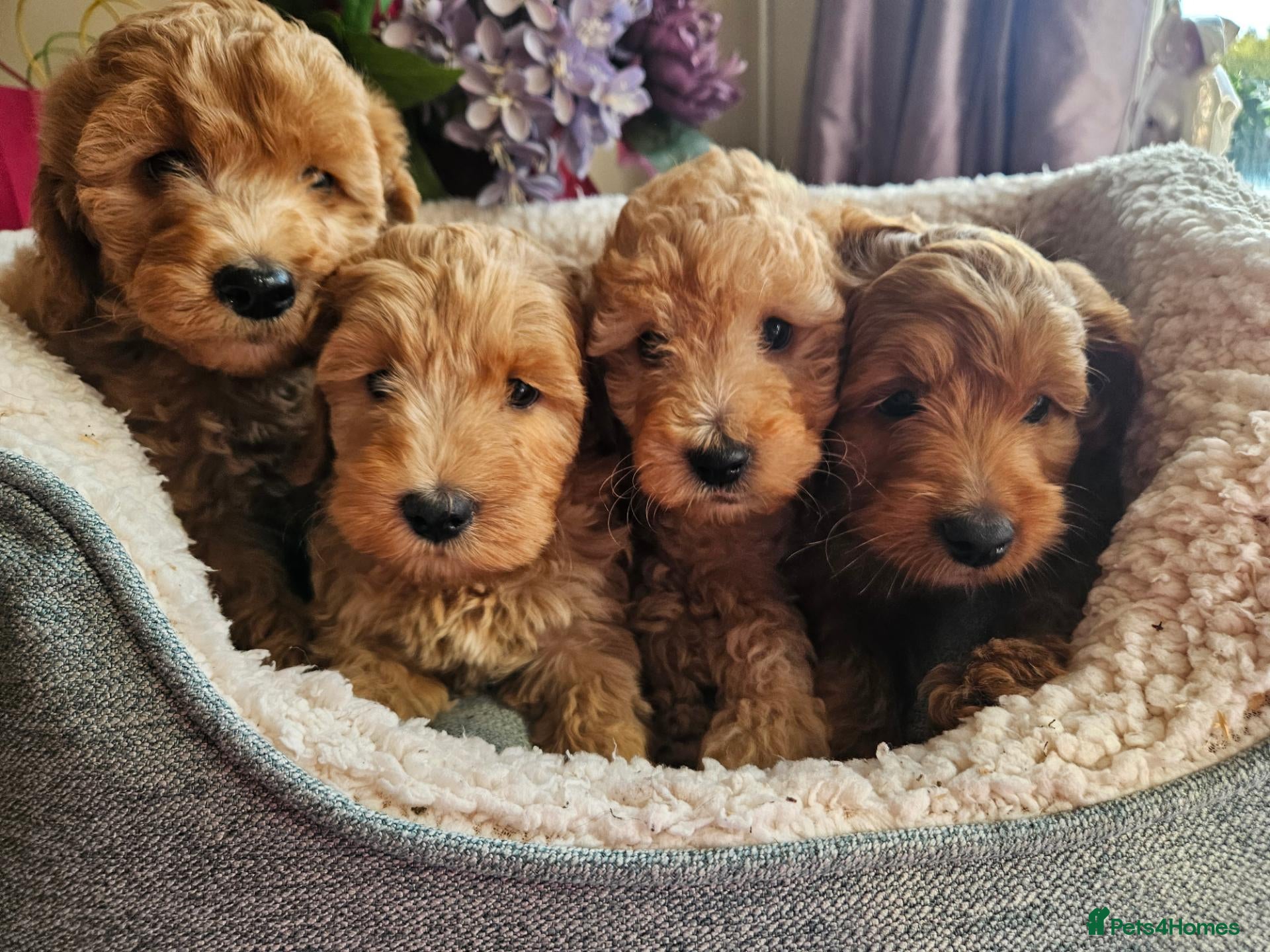 Cockapoo dogs Ready licensed breeder, red f1b cockapoo litter - Advert 1