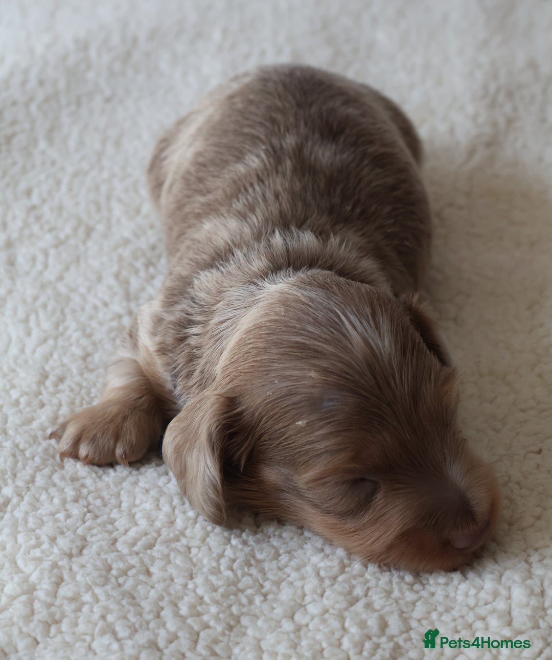Miniature Dachshund dogs for sale: 5StarsLicensed+LongHaired+KC+PRAClear+VetChecked - Image 5