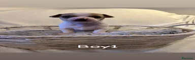 Boy1