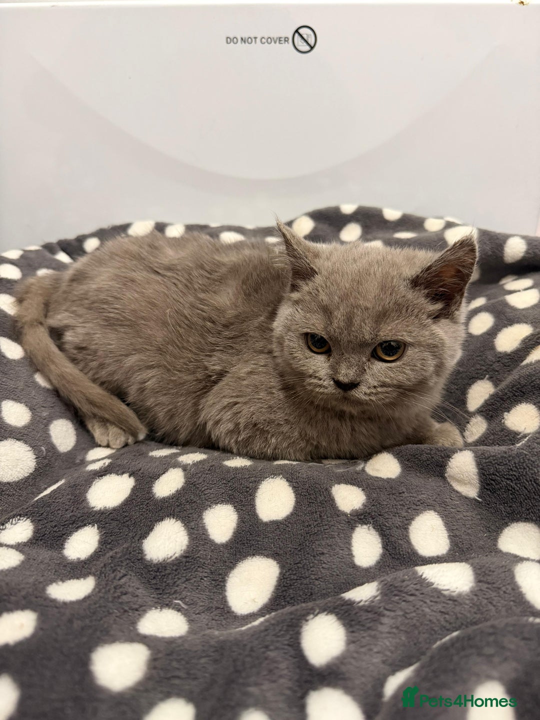 British Shorthair cats for sale: Purebred British Shorthair kittens ready to leave! - Advert 5