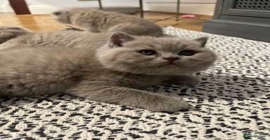 British Shorthair cats - Advert 14