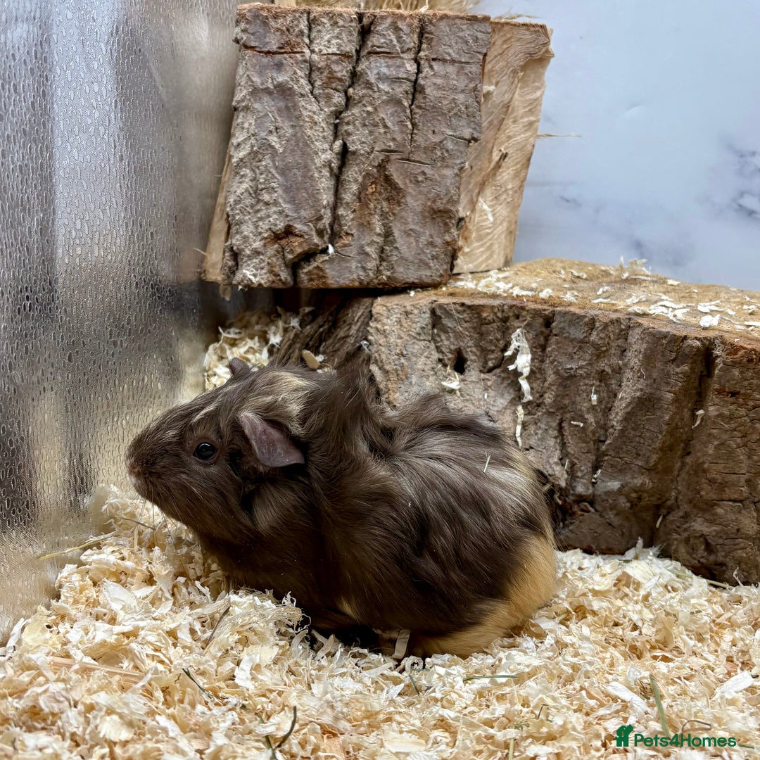 Guinea Pig rodents for sale: Lots of Baby Guinea Pigs for sale - Image 5
