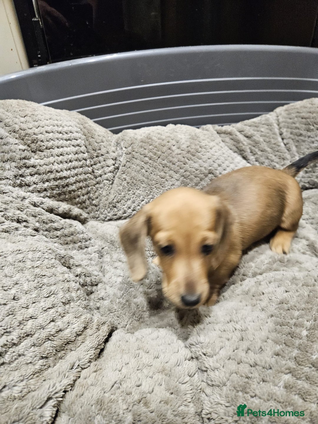 Miniature Dachshund dogs for sale: Miniature shaded cream dachshunds  - Advert 9