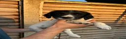 English Springer Spaniel dogs for sale: Male FTCh Sired ESS Puppy ready for forever homes - Advert 22