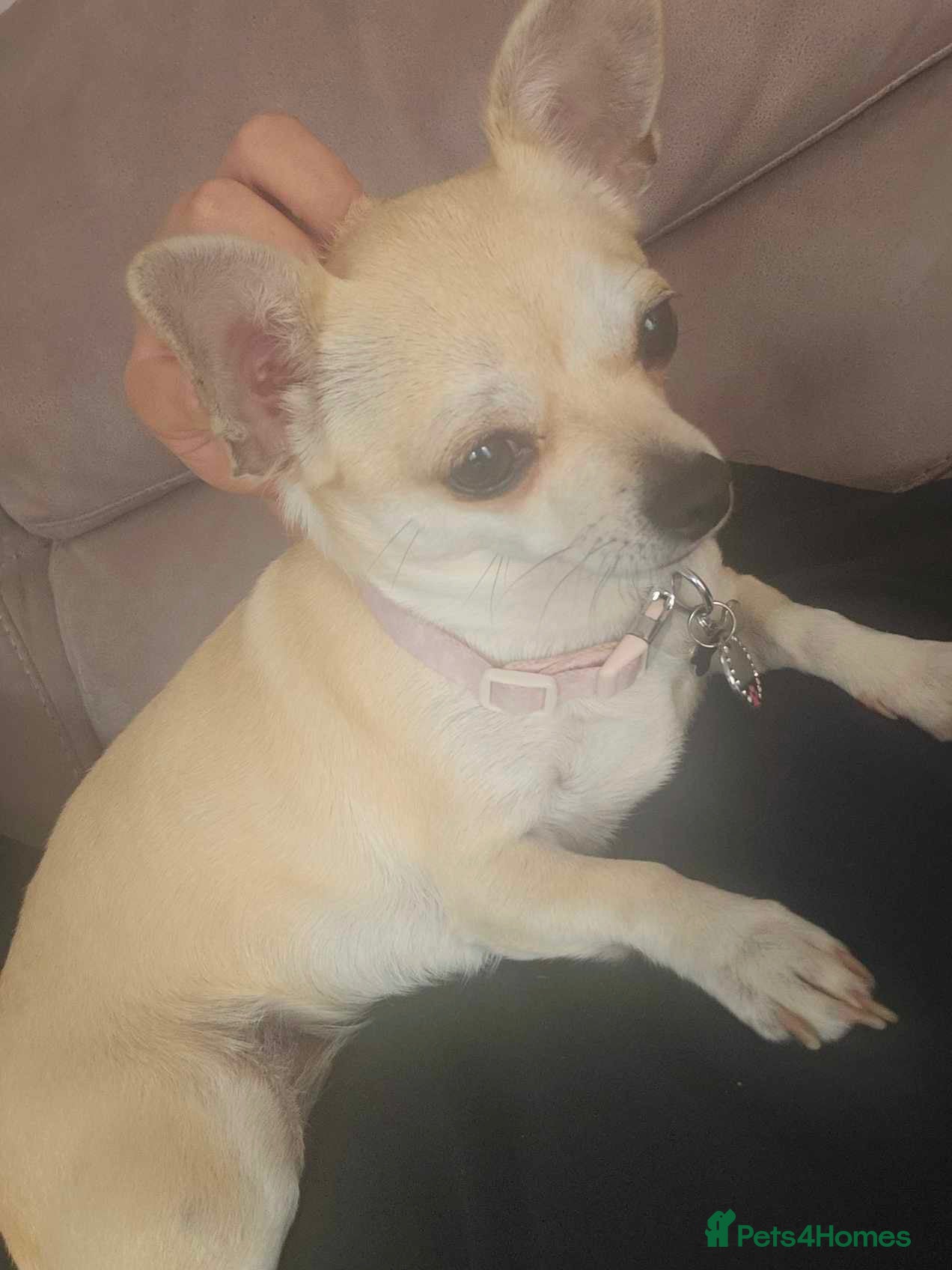 Chihuahua dogs Beautiful Purebred Chihuahua Puppies  - Advert 1