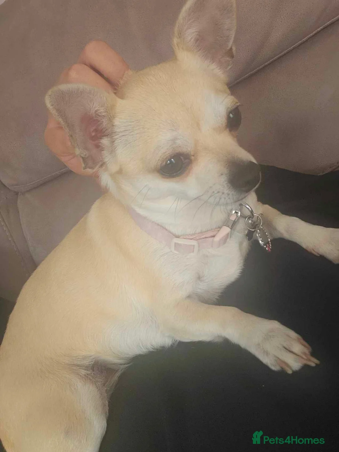 Chihuahua dogs for sale: Beautiful Purebred Chihuahua Puppies  - Advert 1