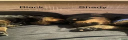 Rottweiler dogs for sale: Germany and America Rottweiler mix - Advert 7