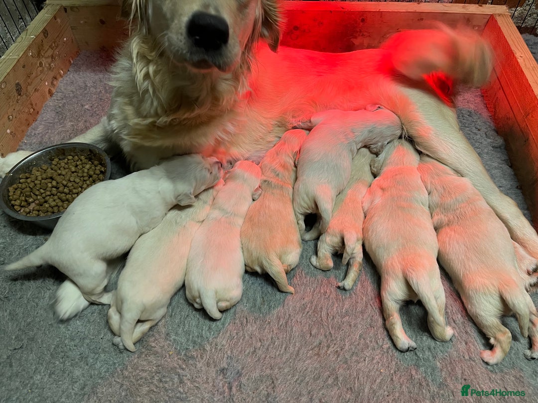 Golden Retriever dogs for sale: KC registered Golden Retriever puppies  - Advert 12