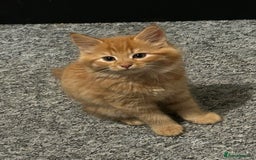British Longhair cats for sale: Stunning fluffy ginger boy  - Image 5