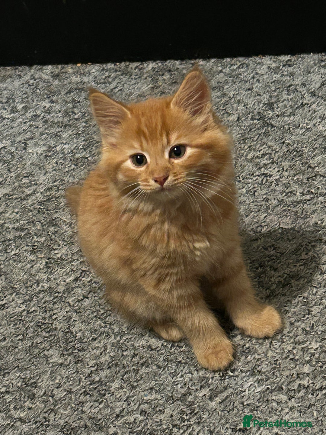 British Longhair cats for sale: Stunning fluffy ginger boy  - Image 5