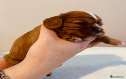 Cavalier King Charles Spaniel dogs for sale: Stunning KC Cavalier King Charles Spaniel Puppies. - Image 24