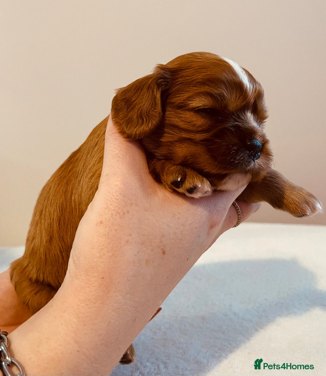 Cavalier King Charles Spaniel dogs for sale: Stunning KC Cavalier King Charles Spaniel Puppies. - Image 24