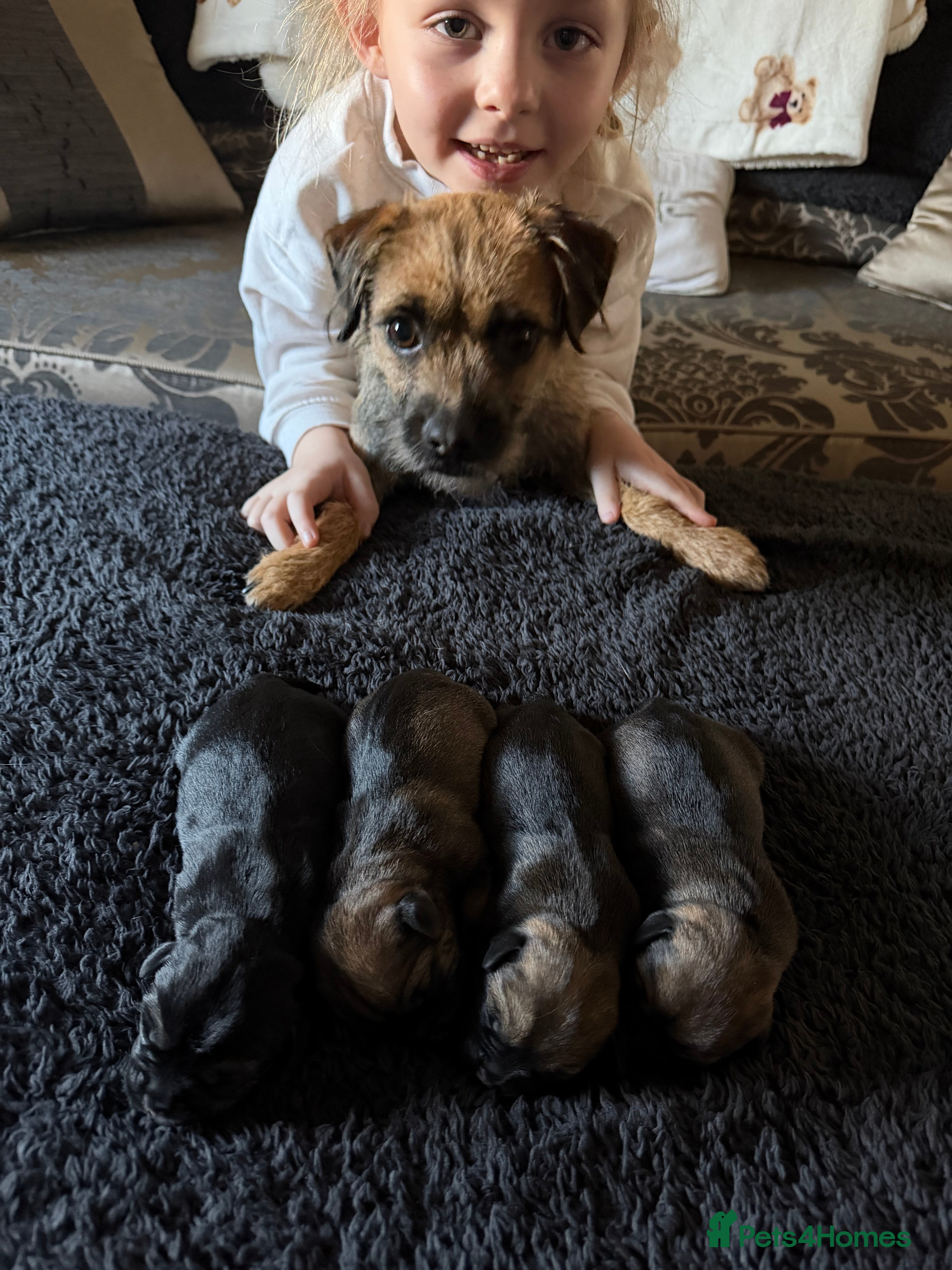 Border Terrier dogs Kc registered outstanding Border Terrier Pups  - Advert 4