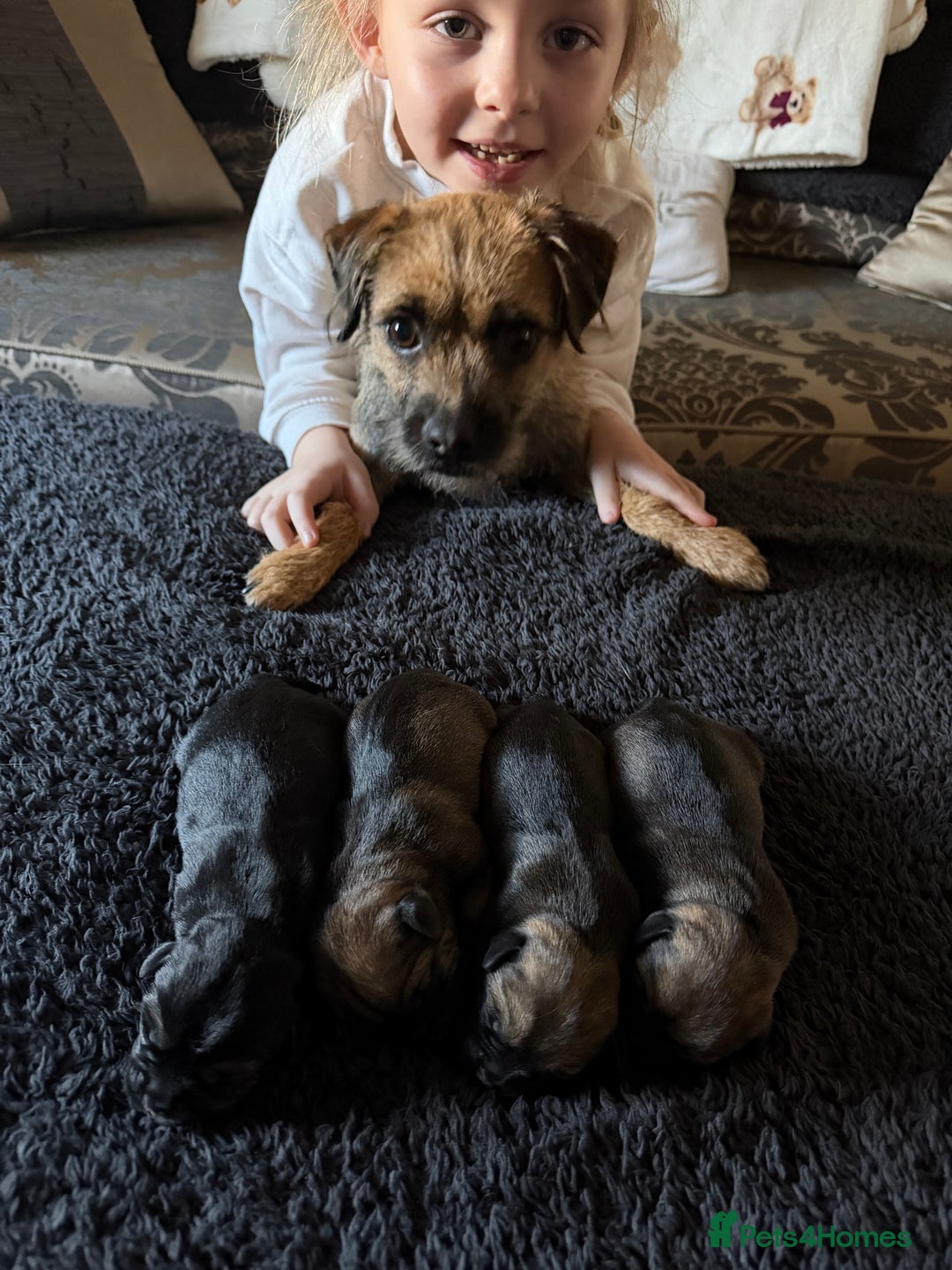 Border Terrier dogs for sale: Kc registered outstanding Border Terrier Pups  - Advert 1