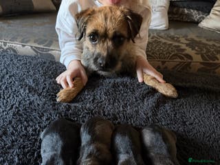 Border Terrier dogs Kc registered outstanding Border Terrier Pups - Advert 4