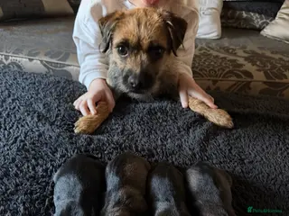 Border Terrier dogs Kc registered outstanding Border Terrier Pups - Advert 1