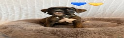 Boxer dogs for sale: 5 KC Reg Brindle Boxer Puppies. - Advert 3