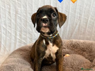 Boxer dogs 2 Remaining KC Reg Brindle Boxer Puppies. - Advert 2