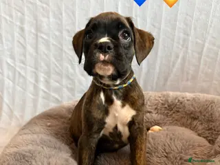 Boxer dogs 2 Remaining KC Reg Brindle Boxer Puppies. - Advert 5