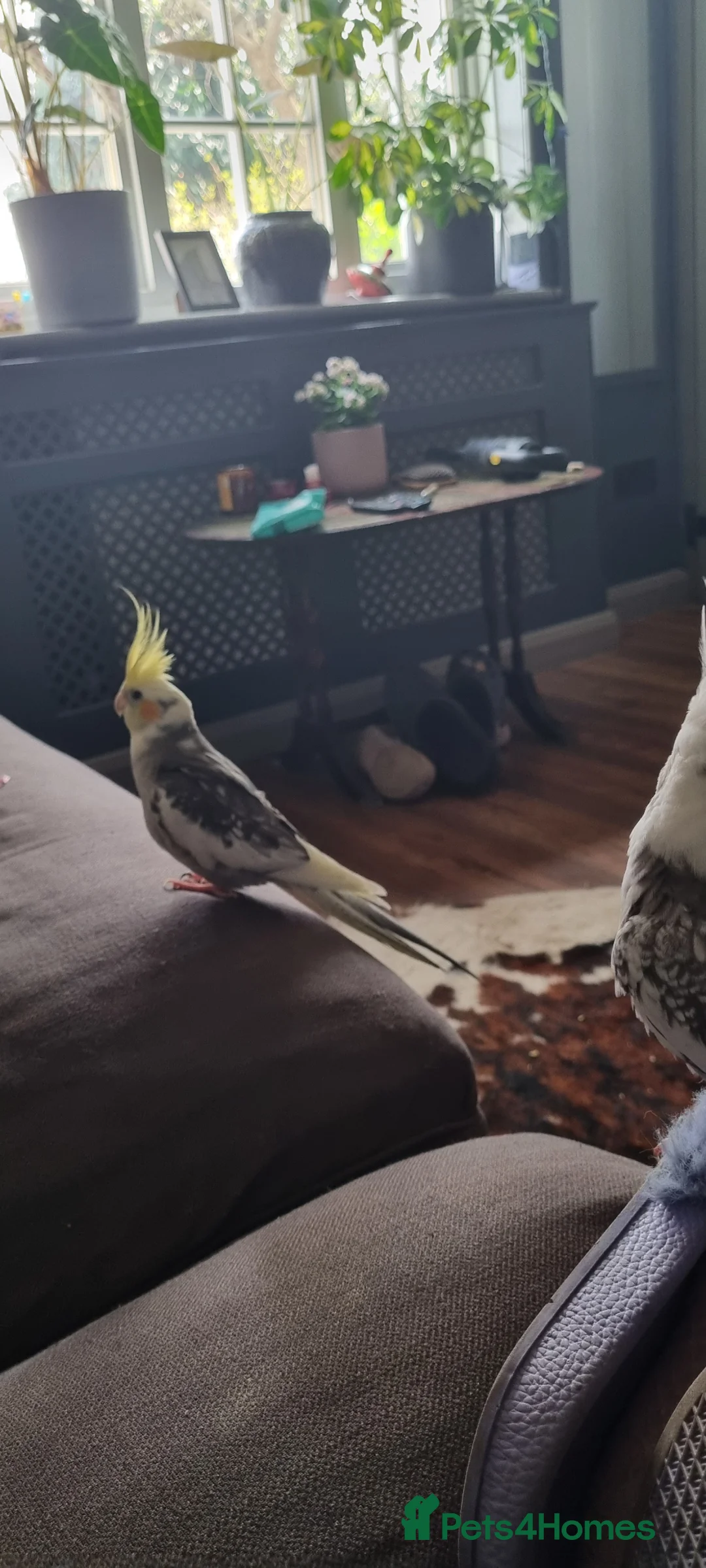 Cockatiels birds for sale: Bonded pair of cockatiels  in Sittingbourne - Advert 2