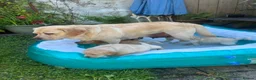 Labrador Retriever dogs for sale: Fabulous blonde Labrador puppies  - Advert 2
