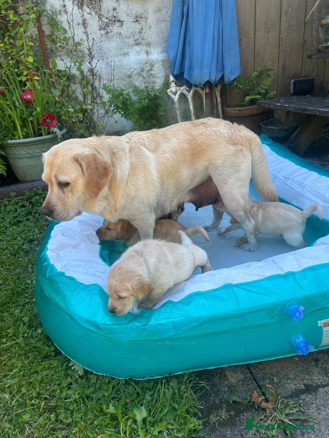 Labrador Retriever dogs for sale: Fabulous blonde Labrador puppies  - Advert 2