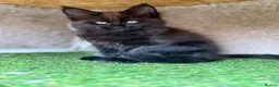 Maine Coon cats for sale: Baby Black Smoke TICA Maine Coon Kittens - Advert 8
