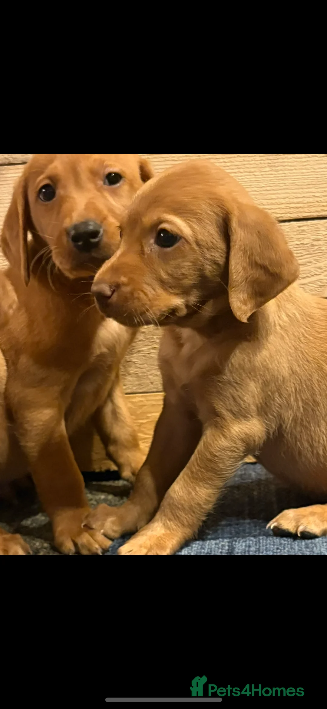 Labrador Retriever dogs for sale: Fox red Labrador  - Advert 2