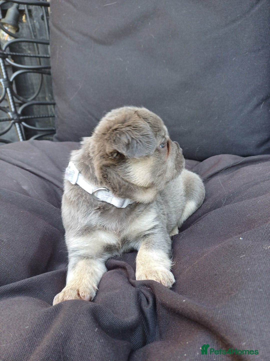 French Bulldog dogs for sale: Fluffy French bulldogs - Image 17