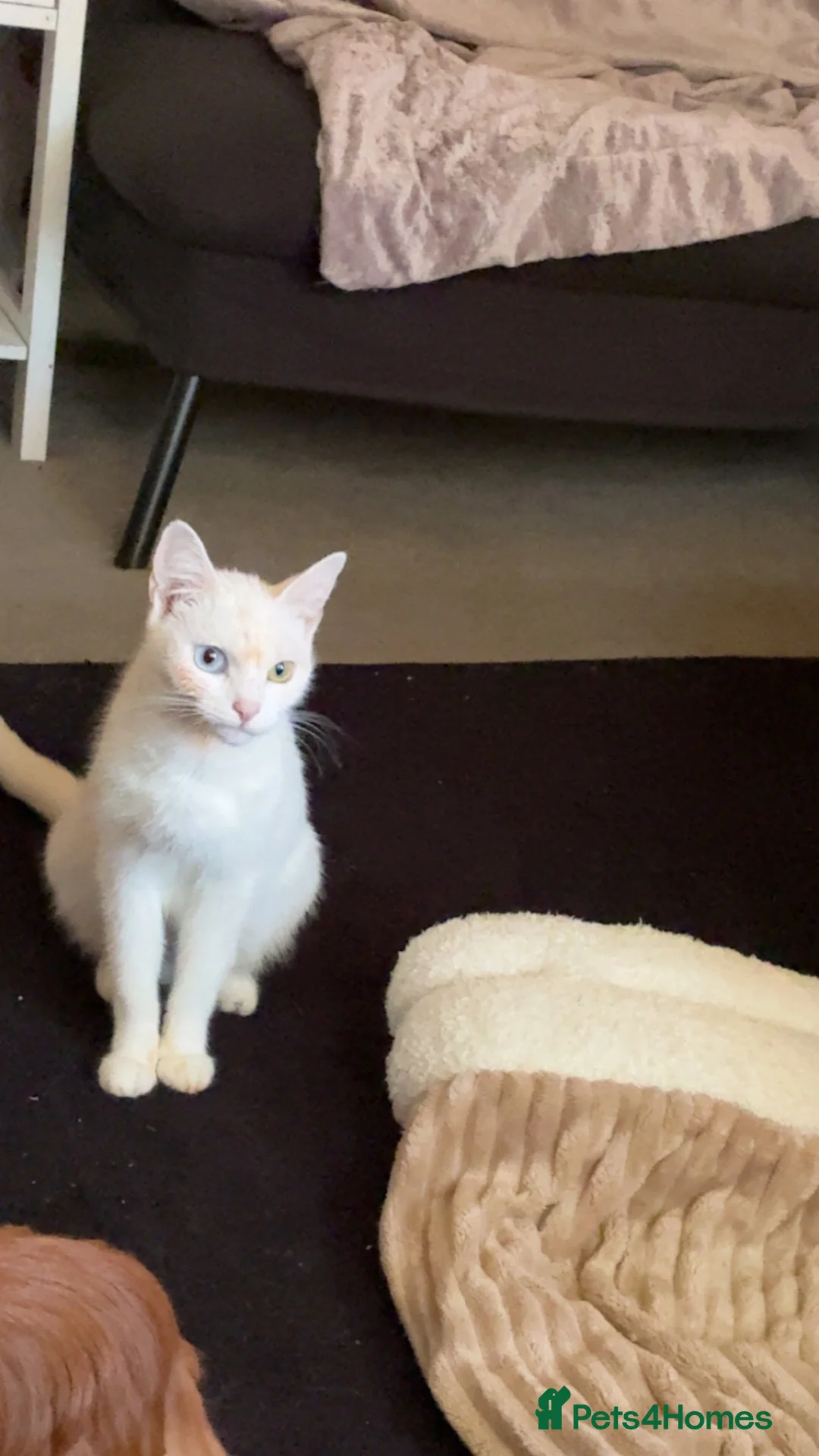 Mixed Breed cats for sale: Gorgeous 6 kittens  - Advert 1