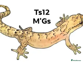 Gecko reptiles Mourning geckos. - Advert 1