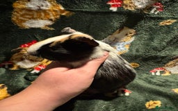 Guinea Pig rodents for sale: Beautiful Baby Guineapigs  - Image 6