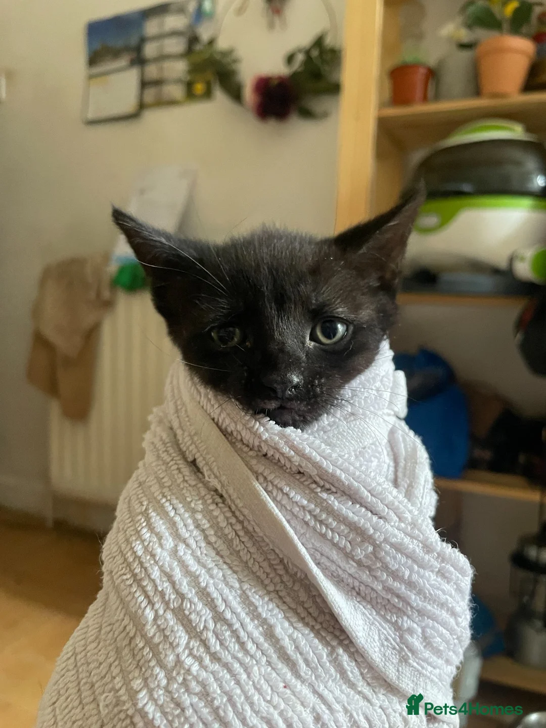 Mixed Breed cats for adoption: Tiny Rambunctious Crew of Panthers - Advert 5