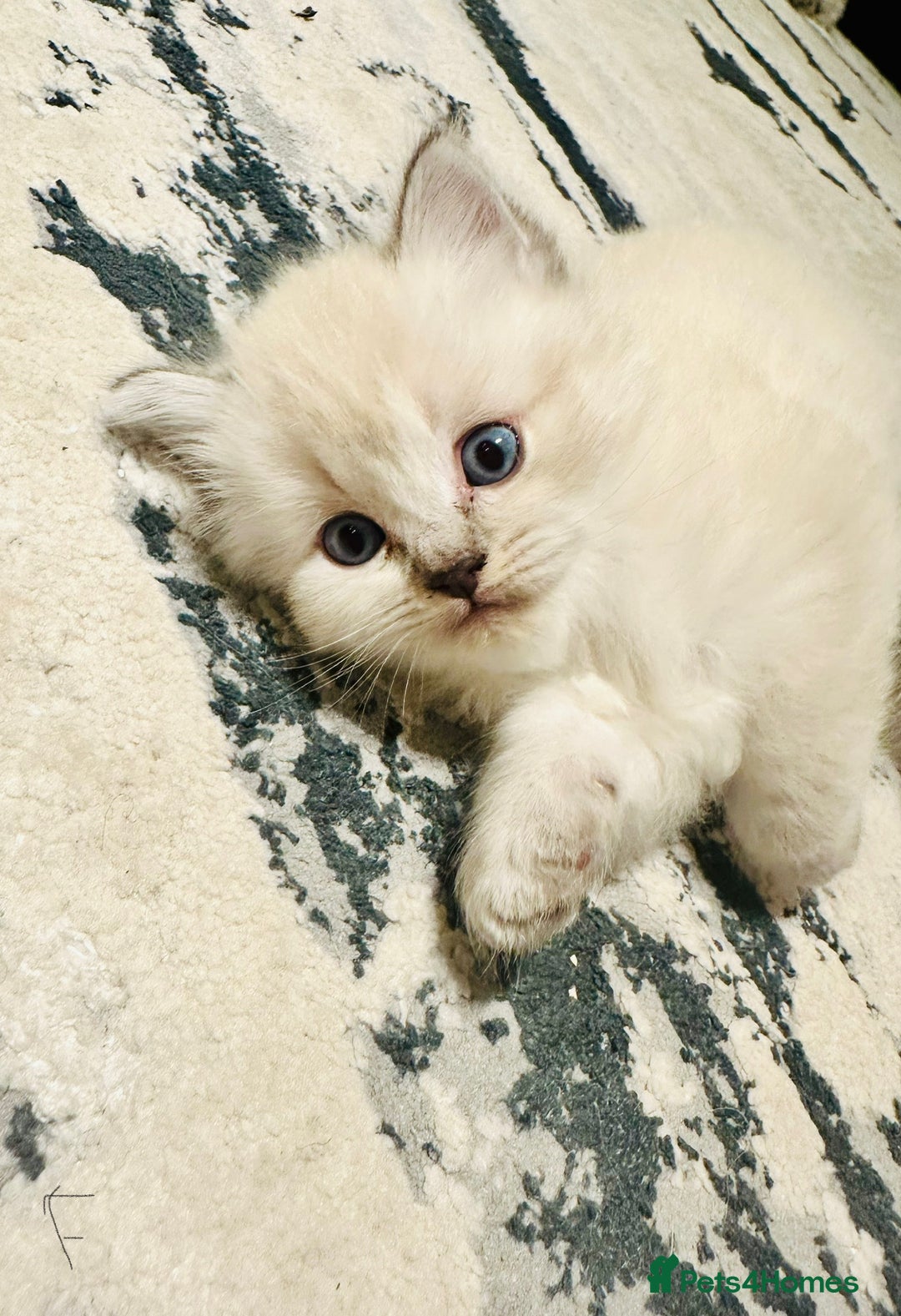 Siberian cats for sale: Neva Masquerade × Ragdoll Kittens – Hypoallergenic - Advert 7