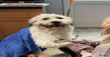 Mixed Breed dogs - Advert 2