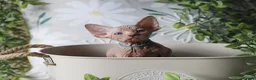 Sphynx cats for sale: Beautiful Pedigree Sphynx Kittens  - Advert 4