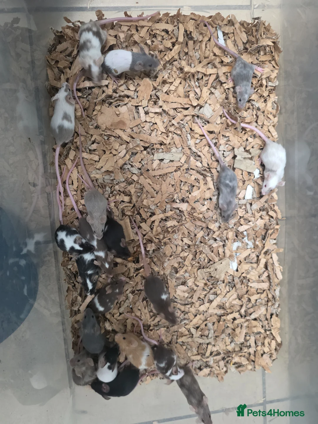Mouse rodents for sale: Baby mice, well handled texal and fancy - Advert 11