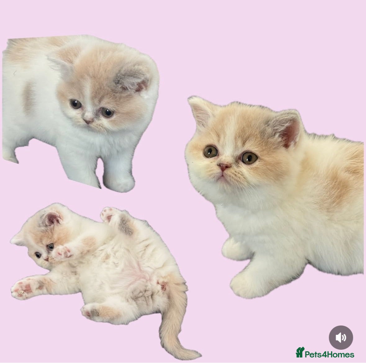 British Shorthair cats TICA SGC & CH  high quality ready from Friday - Advert 1