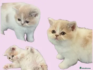 British Shorthair cats TICA SGC & CH high quality ready from Friday - Advert 1