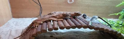 Lizard reptiles for sale: pair of desert agamas - Advert 4