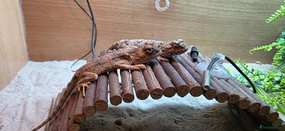 Lizard reptiles for sale: pair of desert agamas - Advert 4
