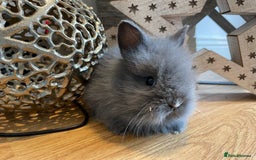 Lionhead rabbits for sale: 2 double mane lion heads  for sale  - Image 7