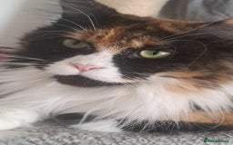 Maine Coon cats for sale: Maine coon  - Image 1