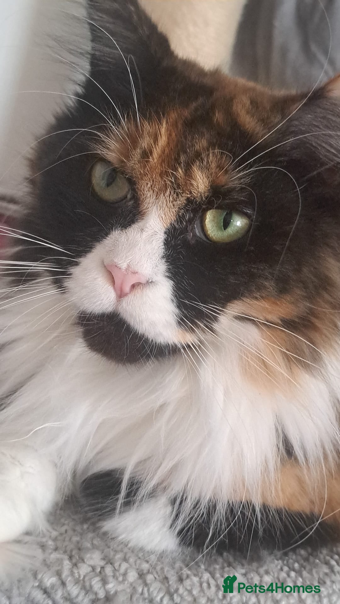 Maine Coon cats for sale: Maine coon  - Image 1