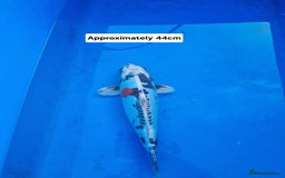 Koi Carp fish for sale: Variety of koi for sale  - Advert 6