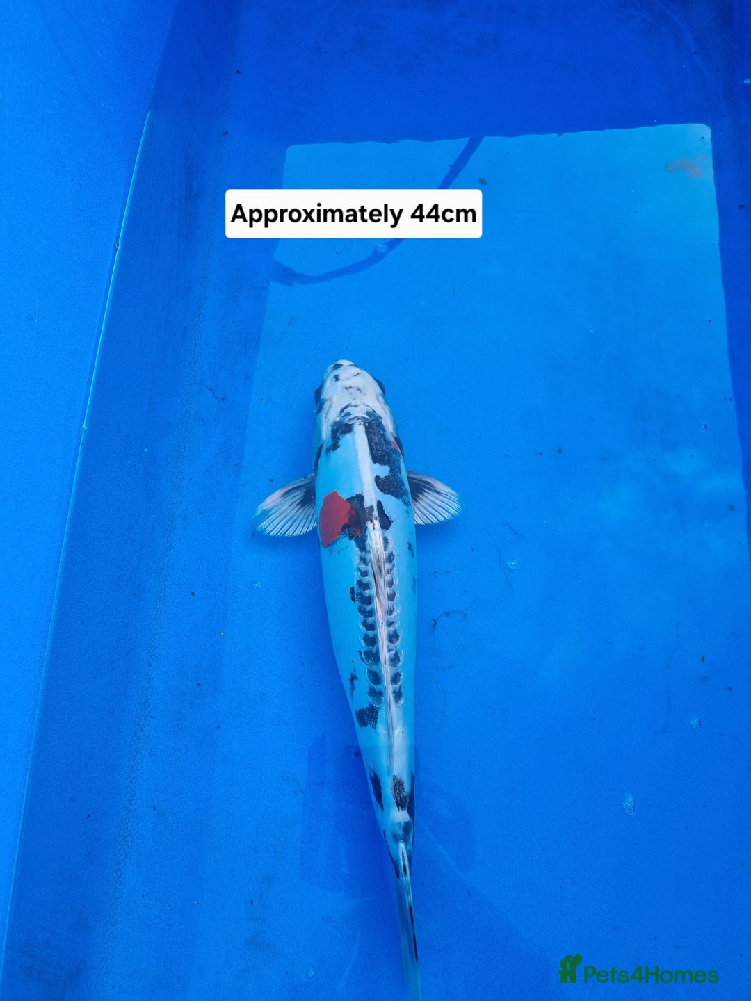 Koi Carp fish for sale: Variety of koi for sale  - Advert 6