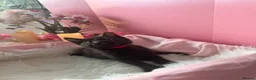 Egyptian Mau cats for sale: TICA Registered Smoke Egyptian Mau last 2 females  - Advert 18