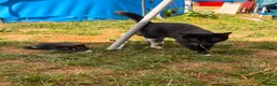 Mixed Breed cats for sale: Male kittens  in Salisbury - Advert 5