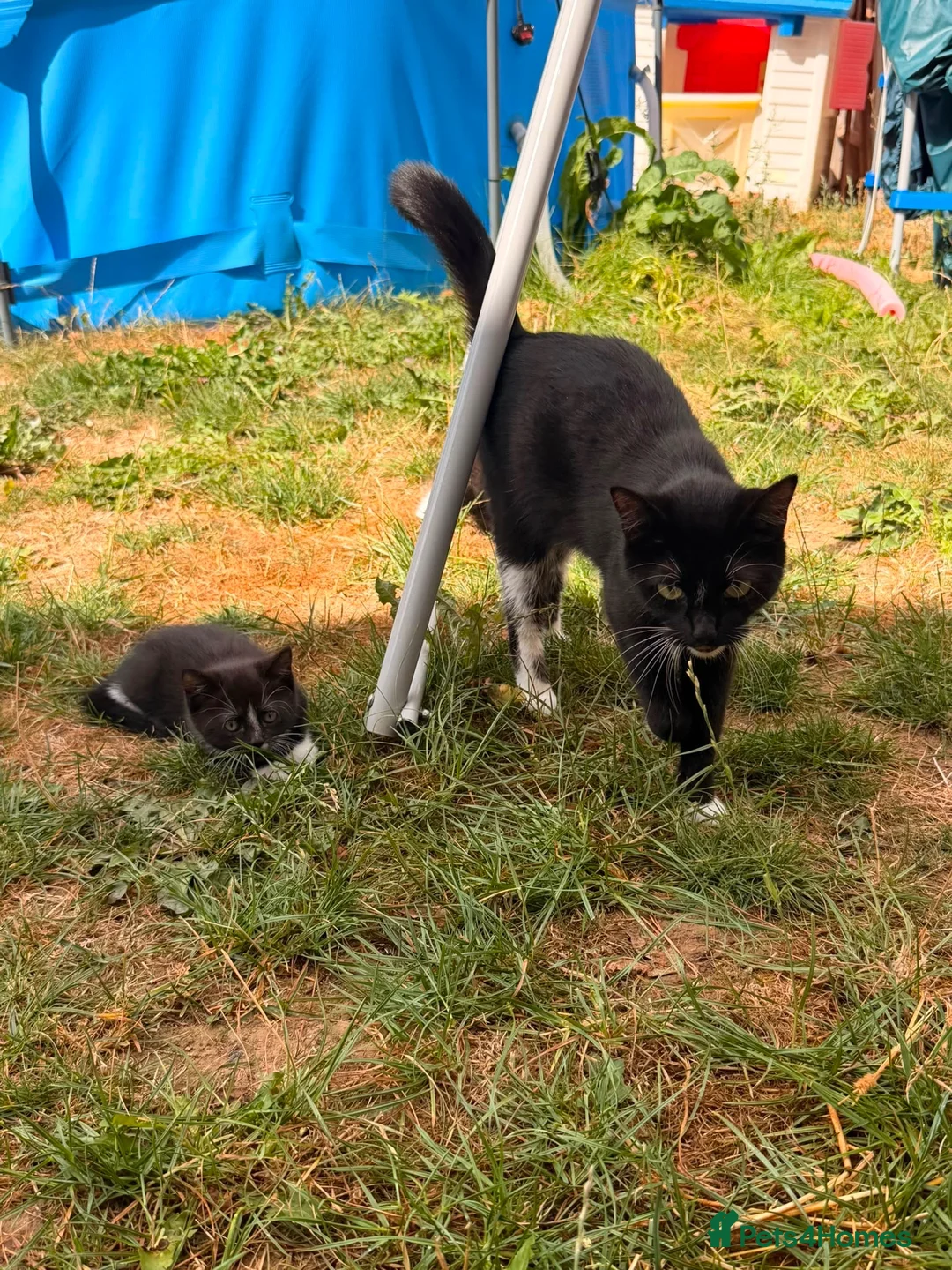 Mixed Breed cats for sale: Male kittens  in Salisbury - Advert 5