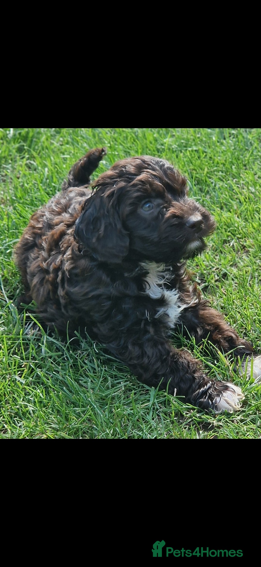Cockapoo dogs for sale: Chocolate cockapoo - Image 3